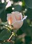 Rosa Andre le Notre1